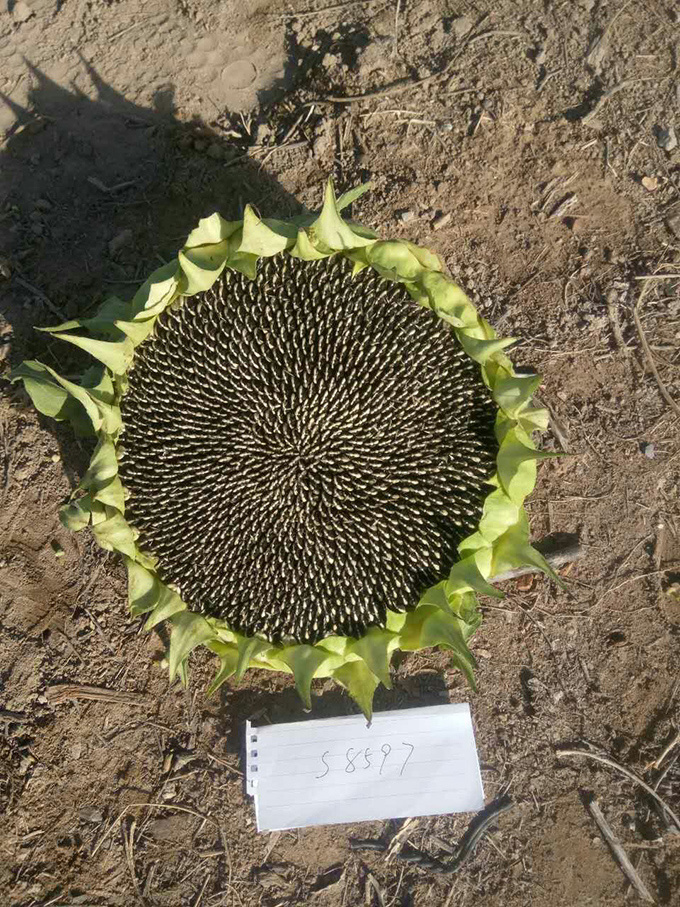 S8597.jpg