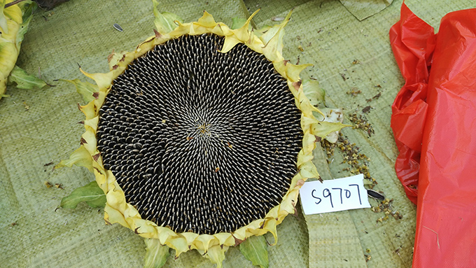 S9707 --.jpg
