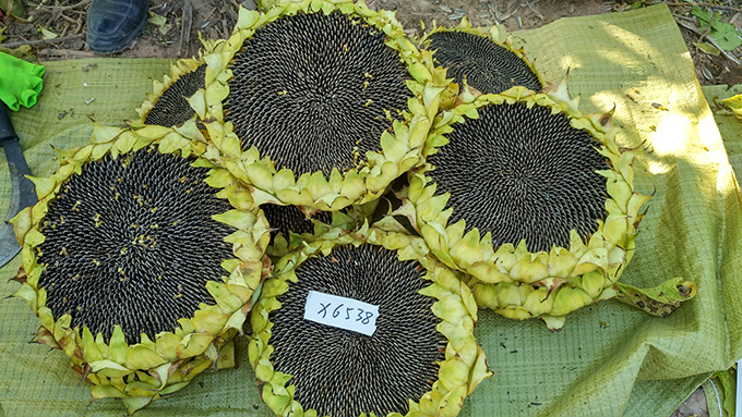 X6538.。.jpg